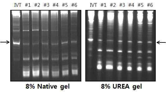 dsRNA analysis from chrysanthemums infected by viroid(s).