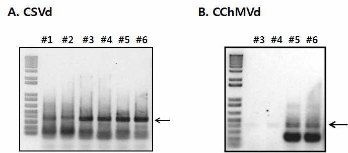 RT-PCR analysis with specific primers for detection of CSVd(A) or CChMVd(B).