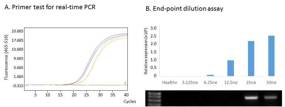 Condition of real-time PCR for CSVd detection