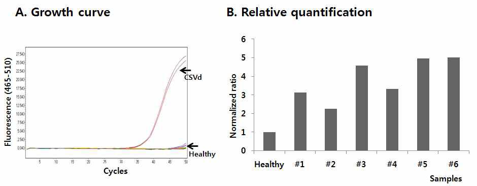 Real-time RT-PCR analysis with specific primers for detection of CSVd