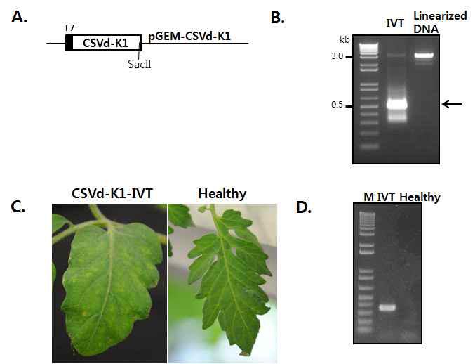 Infectious CSVd clone and infectivity test.