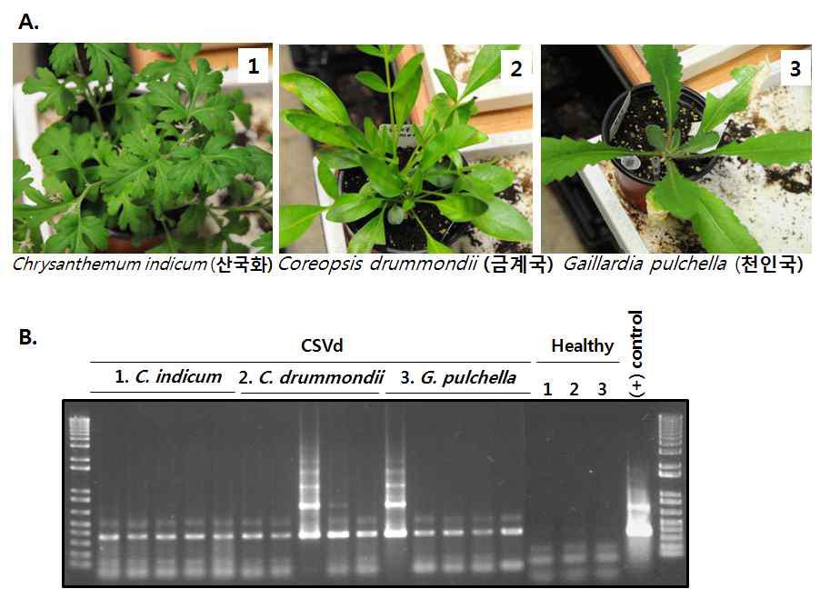 Infectivity test with in vitro transcript on C. indicum, C. drummondii and G. pulchella, 2 wpi.