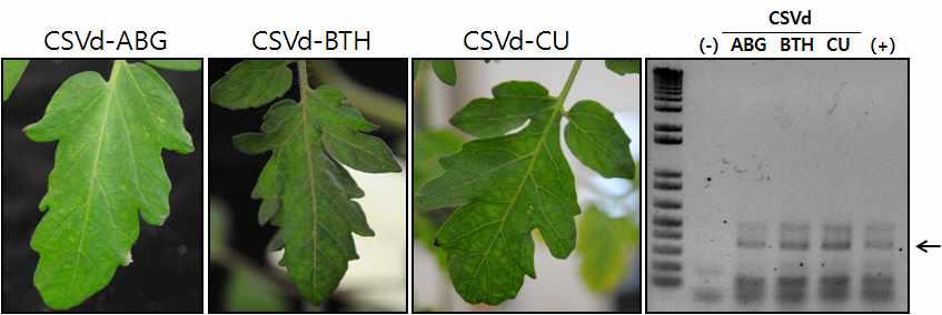 New CSVds isolated from Adelaide(ABG), Beijing(BTH) and Cornell Univ.(CU) were infectious in tomato plant