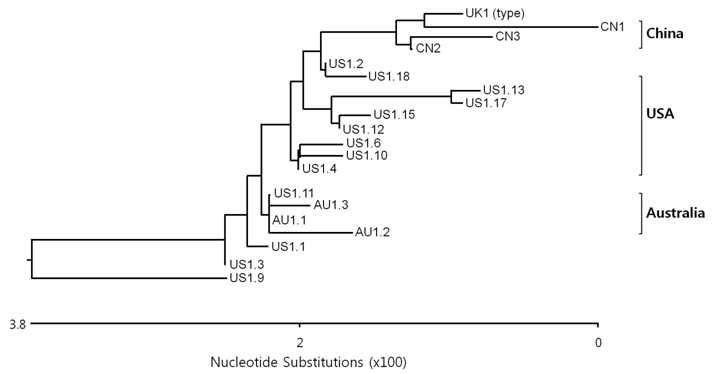 Phylogenic tree analysis among the nucleotide sequence of CSVds isolated from USA, Australia and China.