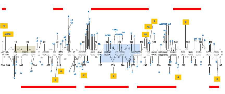 Distribution of sequence variation along the CSVd genome