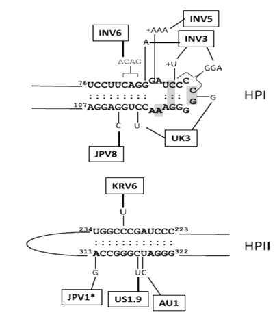 Nucleotide sequence variation observed in metastable hairpins I(HPI) and II(HPII) of the CSVd secondary structure