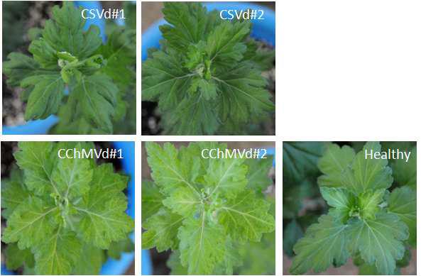 Viroid infected chrysanthemum plants in this study