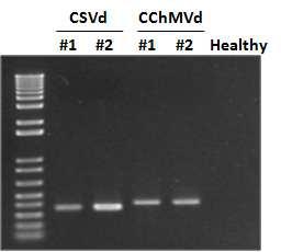 Detection of CSVd and CChMVd by RT-PCR with specific primers