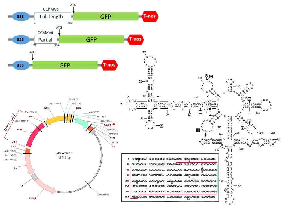 CChMVd cDNA synthesis and gene cloning strategy into binary vector.