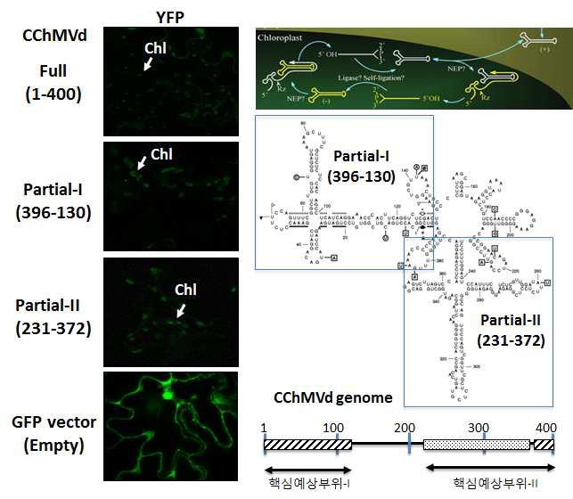 Chloroplast transport by full-length or partial sequence derived from CChMVd