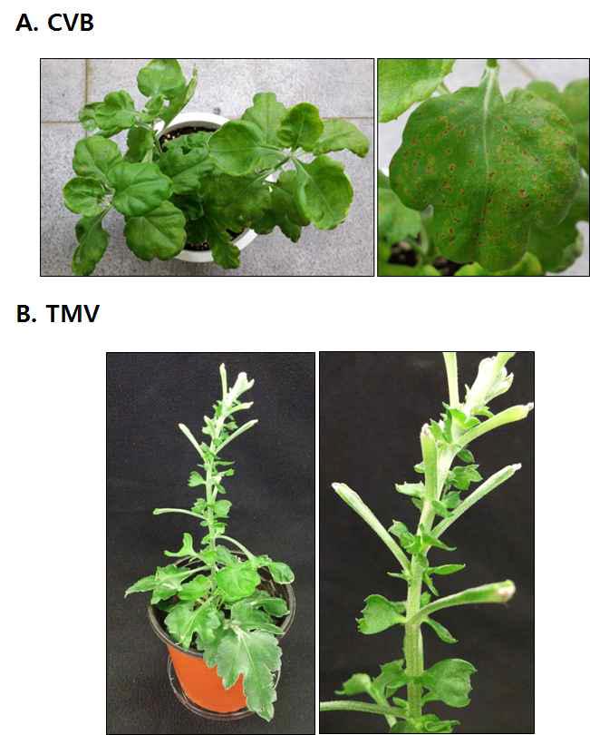 Symptoms on chrysanthemum plants infected with CVB (A) or TMV (B)