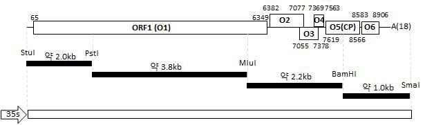 Cloning strategy for full-legth cDNA clone of CVB