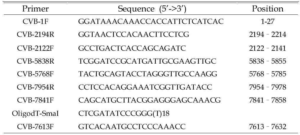 Primers for full-length cDNA synthesis of CVB