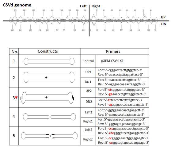 Primer design and cloning strategy for analysis of CSVd replication