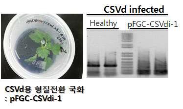 Detection of CSVd in CSVd infected healthy and CSVdi-transgenic chrysanthemum plants