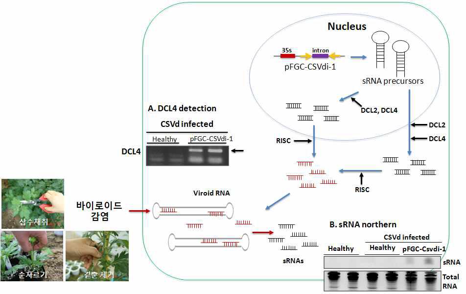 A model for the partial signaling pathway involved in viroid resistance based on RNA silencing