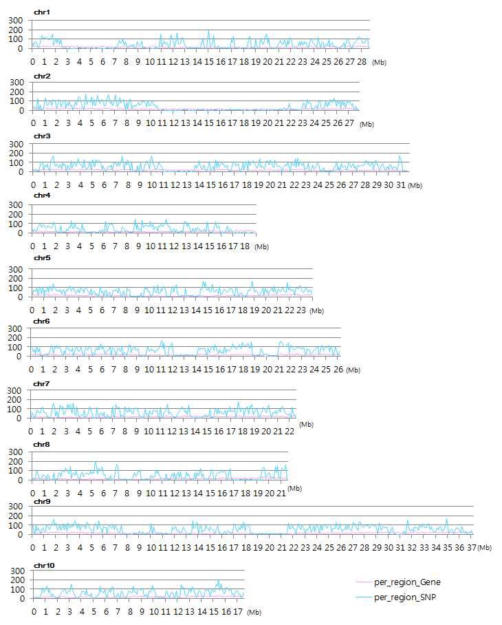 권심계 배추 271002KS의 염색체 100kb 당 SNP의 분포도