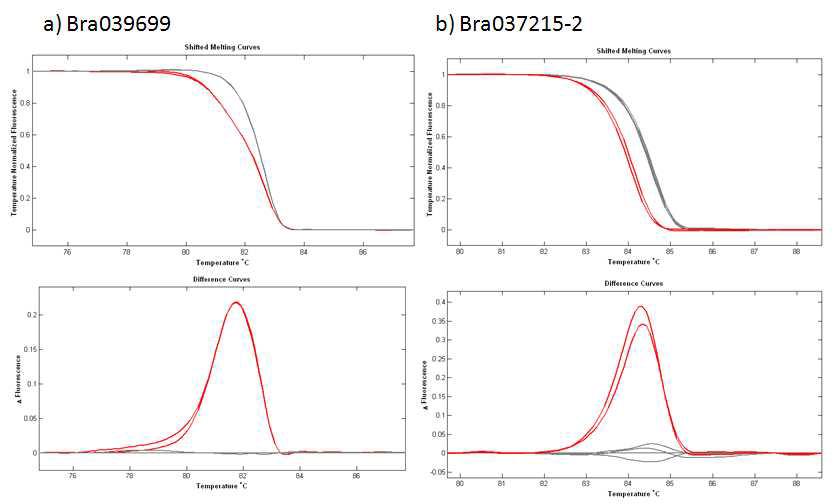 지부와 권심간의 SNP 프라이머 Bra039699와 Bra037215-2의 다형성 결과