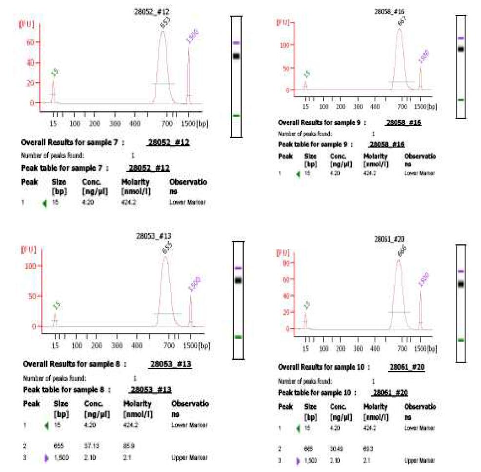 library validation 방법으로 수행한 electropherogram의 일부 예시