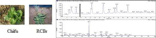 배추 reference 유전체 및 rapid cycling B. rapa의 Glucosinolate 함량 분석