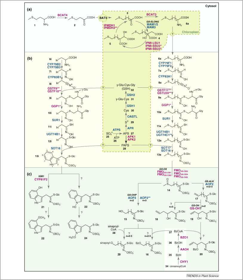 애기장대에서 aliphatic 및 indolic glcosinolate 생합성 경로