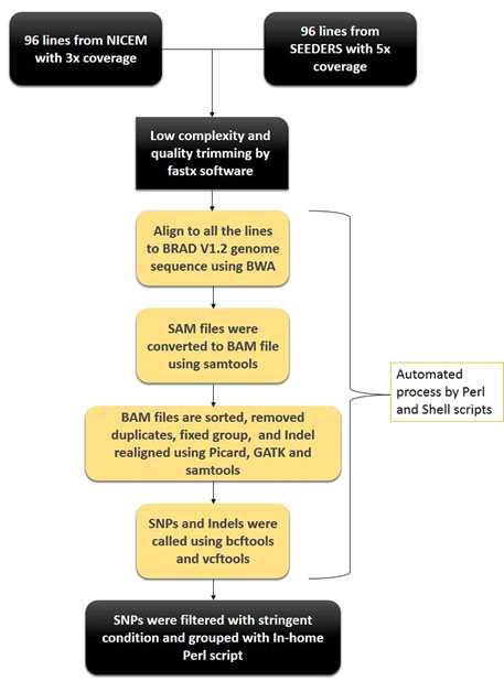 Flow chart of resequence assembly and SNP calling