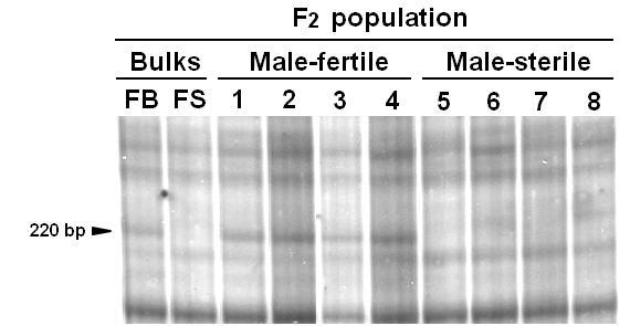 DCGMS 회복유전자(Rfd1)과 연관된 AFLP marker