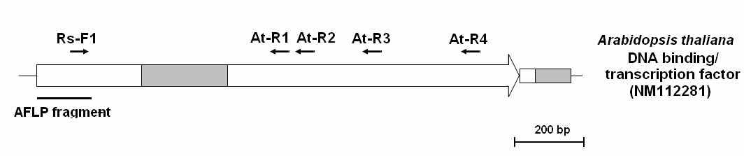 AFLP fragment sequence와 상동성을 보이는 Arabidopsis 유전자의 구조