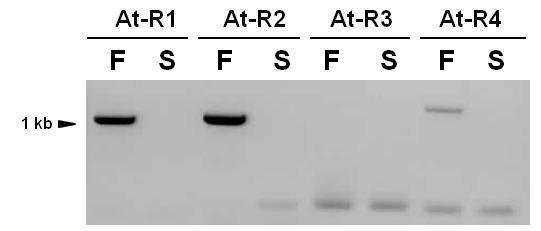 Arabidopsis 유전자 정보를 이용한 회복유전자 연관 PCR marker 개발