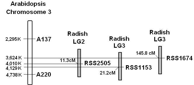 회복유전자를 EST-SSR linkage map에 integration시키는 방법
