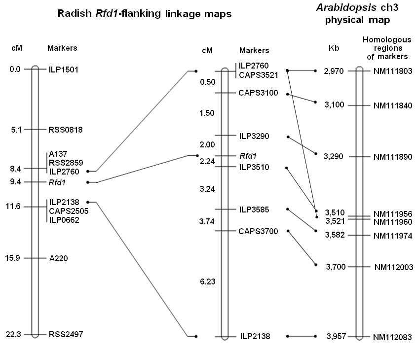 A high-resolution linkage map of the Rfd1 locus.