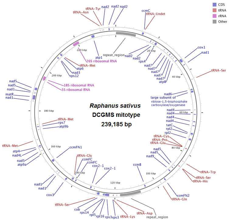 Complete sequences of mitochondrial genome of DCGMS mitotype in radish