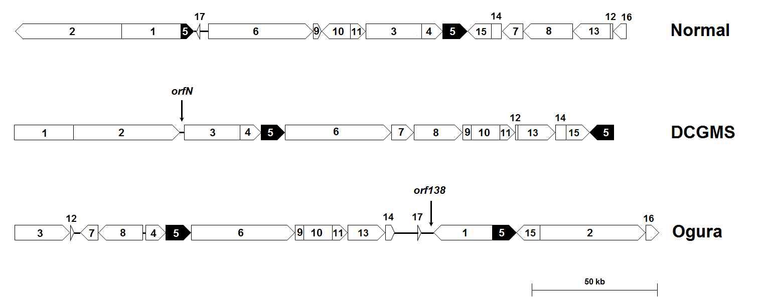 무의 Normal, DCGMS, Ogura 미토콘드리아 유전체의 구조적 변화