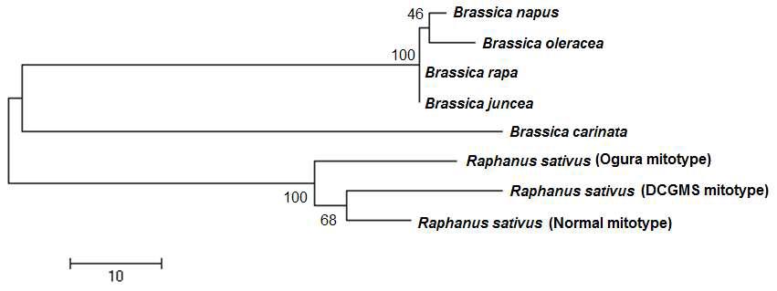 Phylogenetic tree of three radish mitotypes and Brassica species.