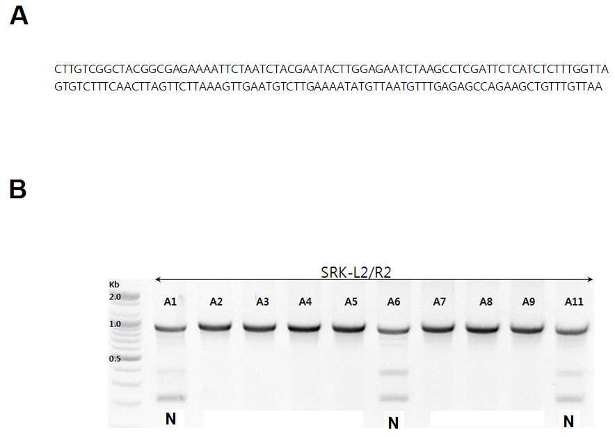 Nucleotide sequences of a new SI haplotype identified in this study (A) and PCR