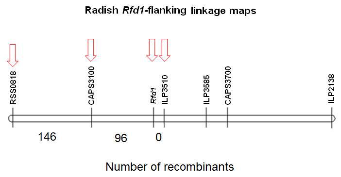 Rfd1 flanking linkage map and number of recombinants between flanking markers.