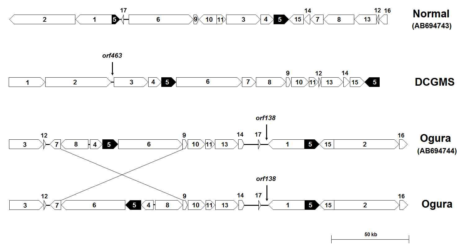 DCGMS와 2종의 Ogura mitochondiral genomes의 구조 비교