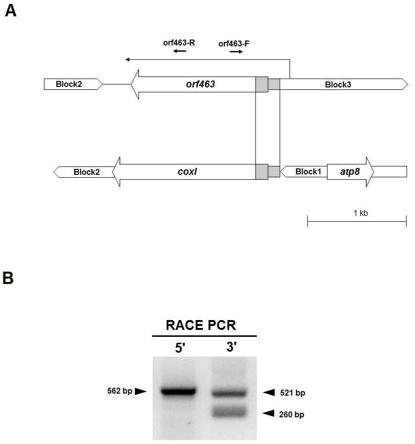 DCGMS 유기유전자 후보 유전자인 orf463의 구조와 RACE PCR 결과