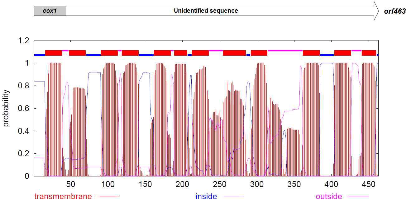 Prediction of transmembrane domains in orf463 protein