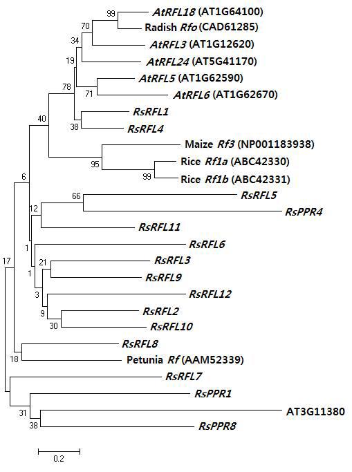 Phylogenetic relationship of radish PPR genes with Arabidopsis RFL genes and PPR-coding Rf genes isolated from maize, petunia, rice, and radish.