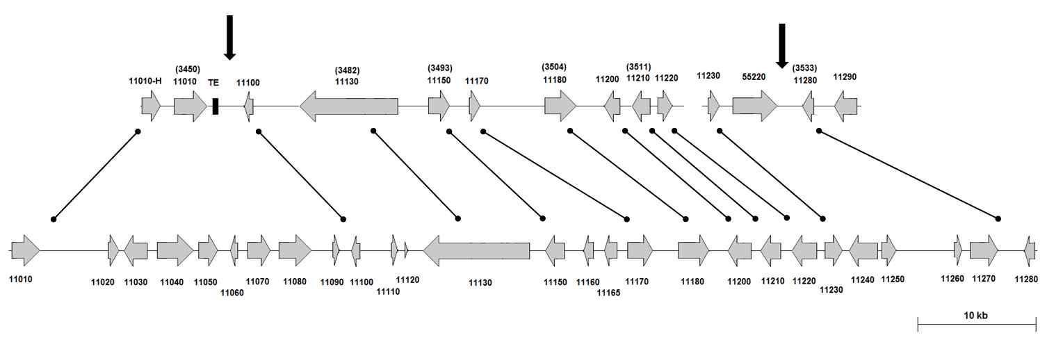 Genomic sequence organization of the Rfd1-flanking region in radish
