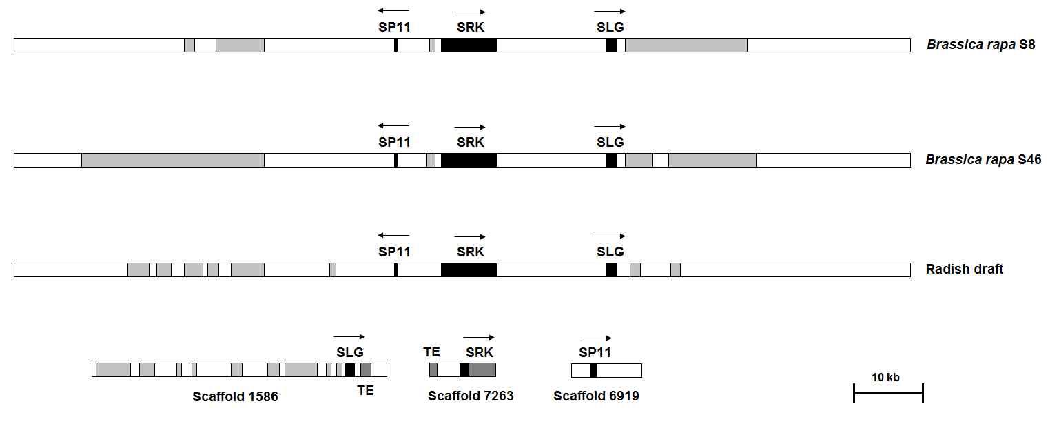 무 draft genome sequence로부터 확보한 SLG, SRK, SP11 유전자 및 Brassica rapa S locus genomic sequence와 상동성 있는 지역의 비교