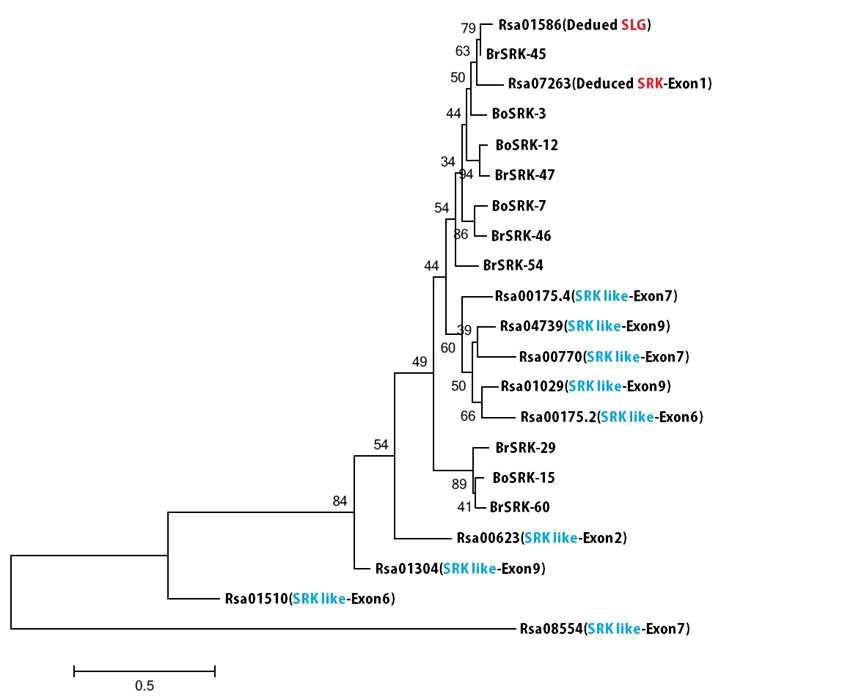 여러 가지 interspecific관계에 있는 Brassica SRK들과 무에서 찾은 SRK like gene들 간의 phylogenetic tree 분석결과