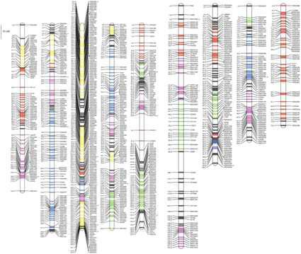 일본 Kazusa DNA Research institute에서 발표한 무 유전자 지도
