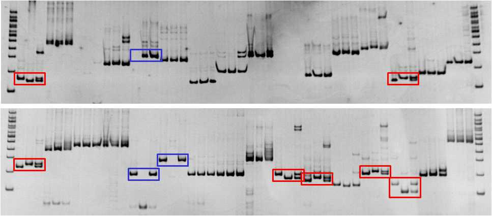 무 EST-SSR 마커를 이용한 기 보유 유전 분리 집단 양친의 polymorphism screening.