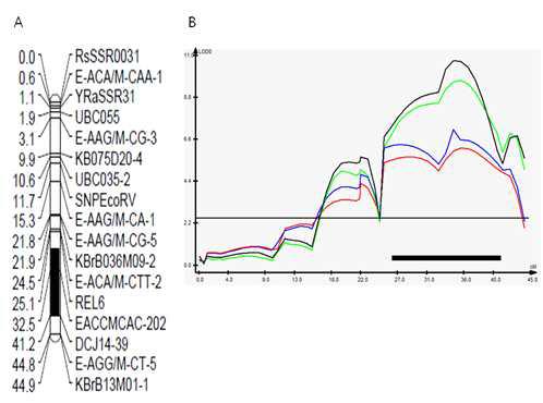 Linkage group No. 7 of radish (A) and plot of QTL analysis (B). Detected QTL (qYR2) was indicated by solid bar