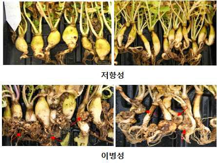 뿌리혹병 접종을 통한 저항성 계통과 이병성 계통 사진