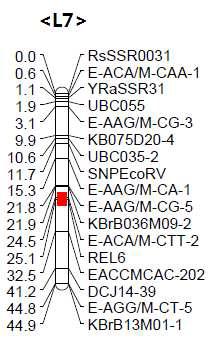 기 발표된 무 뿌리혹병 QTL의 본 연구팀의 유전자 지도상의 위치