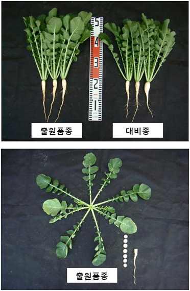 자가불화합 분자마커를 이용하여 종자생산성이 높게 육성된 신품종 사진(열무)