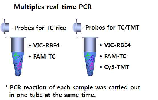 상대정량 분석을 위한 multiplex real-time PCR 반응